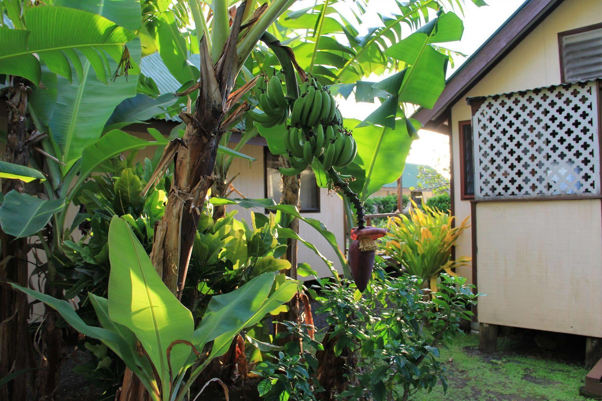 Villa Aroko Bungalows Avarua Exterior foto